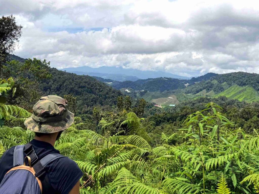 Backpacker standing over the bright green tea plantations of the Cameron Highlands, Malaysia, showcasing an alternative highland stop on a 6 month Southeast Asia itinerary.
