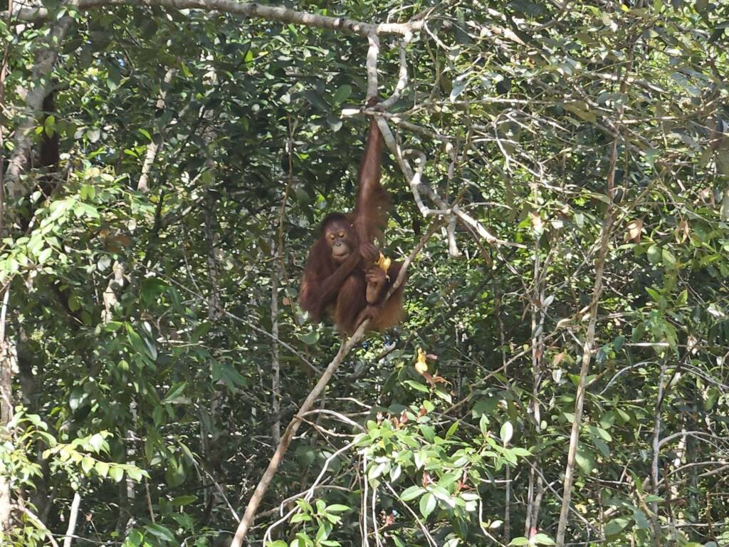 Rescued orangutan at the Sepilok Orangutan Rehabilitation Centre in Sandakan, Borneo, Malaysia, a hidden gem for wildlife spotting during a Southeas Asia backpacking trip.