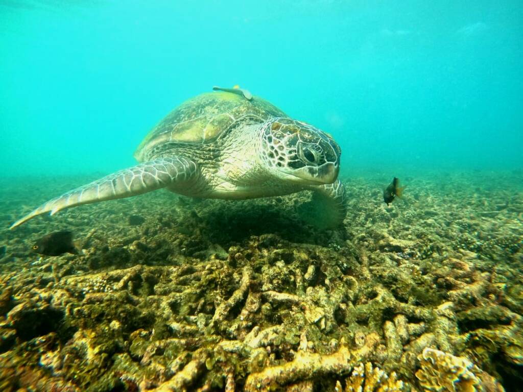 Close-up underwater photo of a sea turtle swimming over coral reef, representing snorkeling on Gili Air, Indonesia.